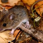Murió un joven de 26 años por hantavirus