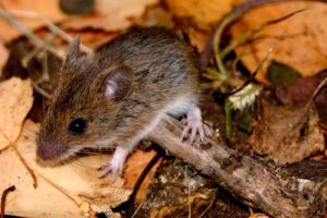 hantavirus