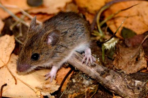 hantavirus