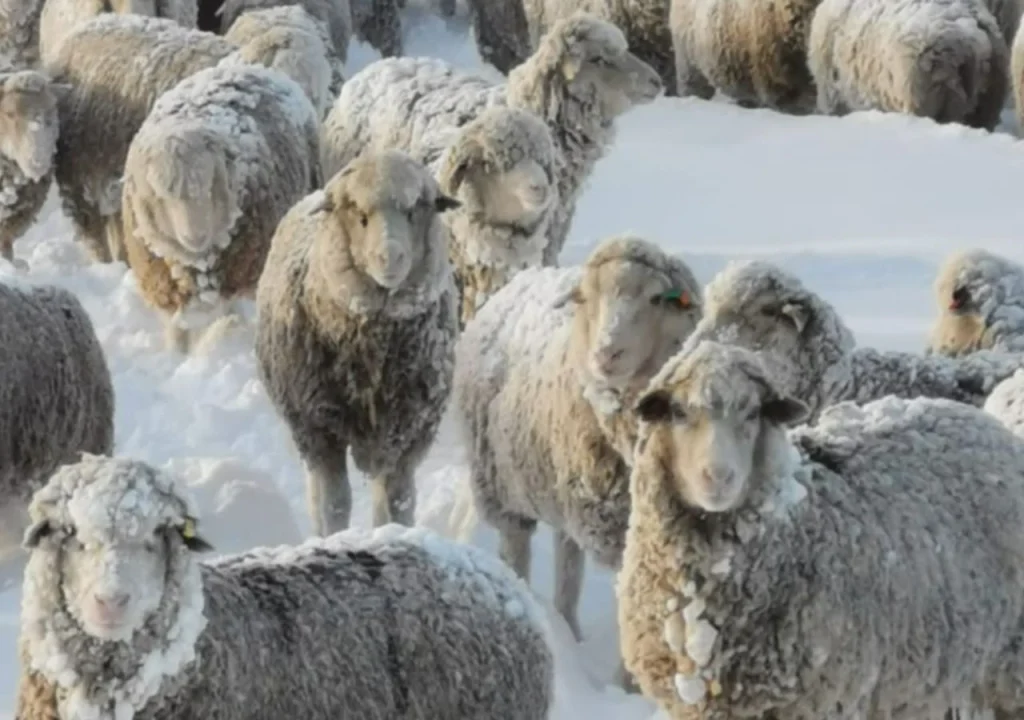 ovejas-nieve