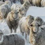 La nieve complicó a productores del norte neuquino y activaron asistencia