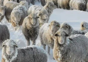ovejas-nieve