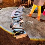 Decomisaron 32 truchas durante un operativo en Piedra del Águila