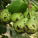 La sanidad de los frutales del Alto Valle enfrenta un desafío por las lluvias